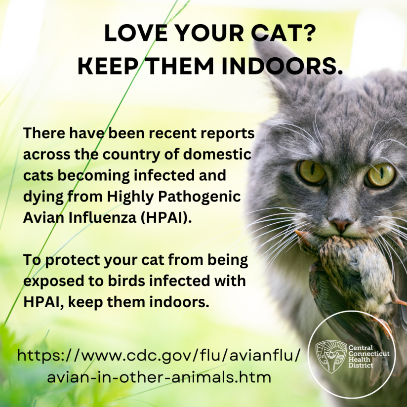 keep your cats indoors avian flu